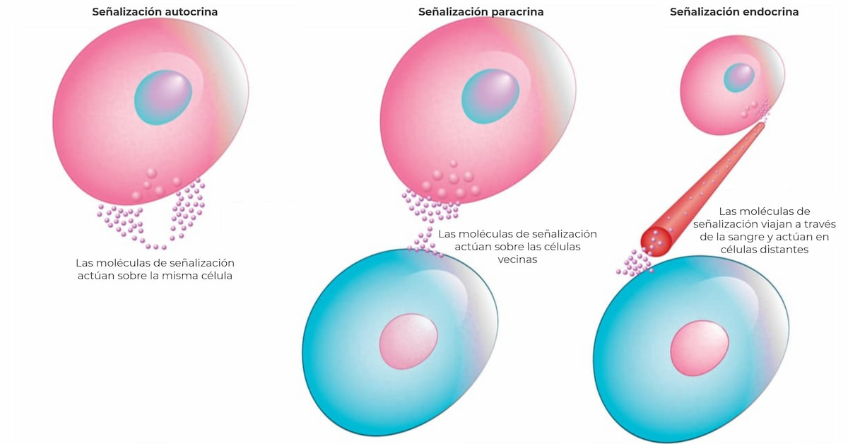 Cómo se comunican las células autocrinas, paracrinas y endocrinas